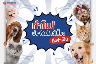 ทำไมประกันสัตว์เลี้ยงถึงจำเป็น