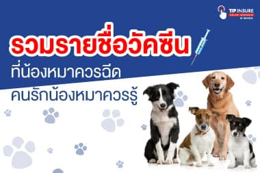 รวมรายชื่อวัคซีนที่น้องหมาควรฉีด คนรักน้องหมาควรรู้