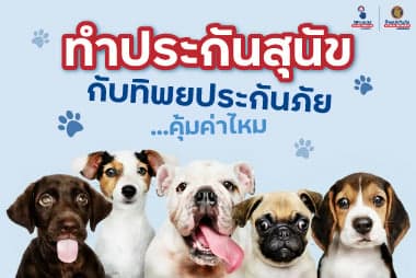 ทำประกันสุนัขกับทิพยประกันภัย...คุ้มค่าไหม คุ้มครองน้องหมาของคุณแค่ไหน