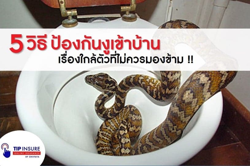 5 วิธีป้องกันงูเข้าบ้านคุณ เรื่องใกล้ตัวที่ไม่ควรมองข้าม