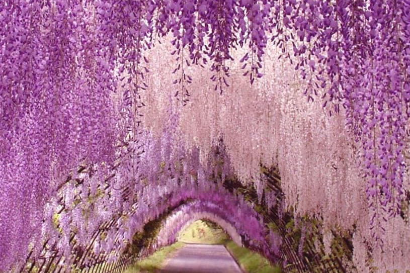 The Great Wisteria Festival 2017 ญี่ปุ่น