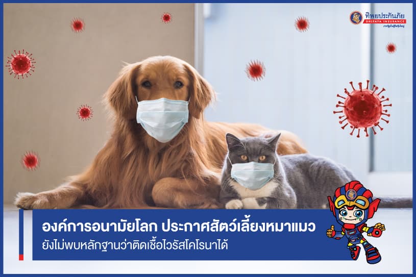 คนรักหมาแมวโล่งอก! องค์การอนามัยโลก ประกาศยังไม่พบหลักฐานการแพร่เชื้อไวรัสโคโรนาจากสัตว์เลี้ยงสู่คน