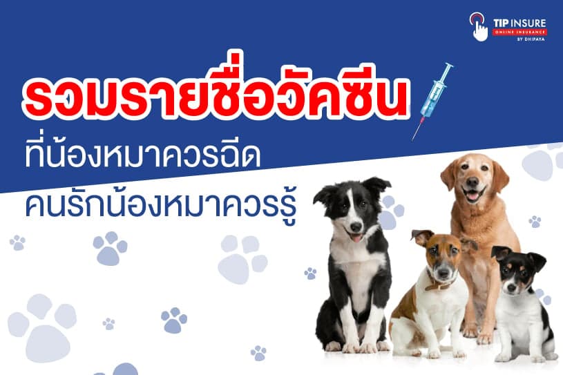 รวมรายชื่อวัคซีนที่น้องหมาควรฉีด คนรักน้องหมาควรรู้