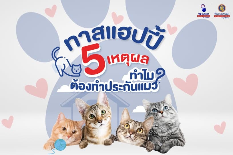 ทาสแฮปปี้ 5 เหตุผล ทำไมต้องทำประกันแมว