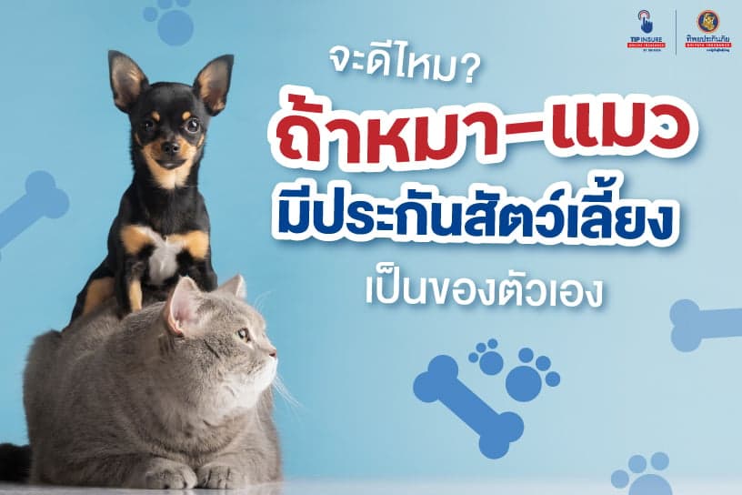 จะดีไหม? ถ้าหมา-แมวมีประกันสัตว์เลี้ยงเป็นของตัวเอง
