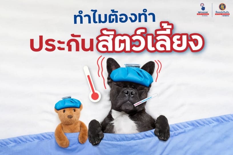 ทำไมชาวทาส ต้องแห่มาทำ ประกัน สัตว์ เลี้ยง กันอย่างล้นหลาม
