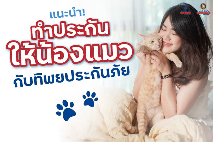 แนะนำ! ทำประกันให้น้องแมวกับทิพยประกันภัย ทำง่ายๆ ได้ความคุ้มครองที่คุ้มค่า