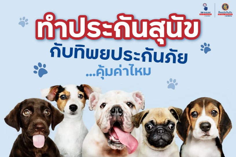 ทำประกันสุนัขกับทิพยประกันภัย...คุ้มค่าไหม คุ้มครองน้องหมาของคุณแค่ไหน