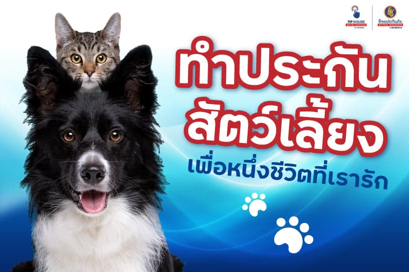 ทำประกันสัตว์เลี้ยง เพื่อหนึ่งชีวิตที่เรารัก
