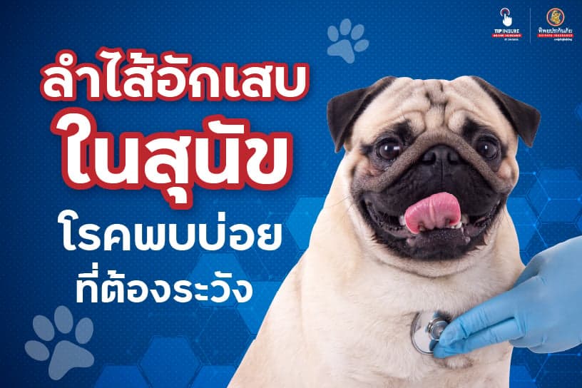 ลำไส้อักเสบในสุนัข โรคพบบ่อยที่ต้องระวัง