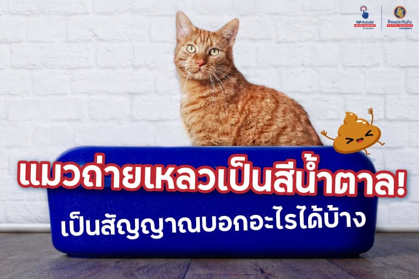 แมวถ่ายเหลวเป็นสีน้ำตาล! เป็นสัญญาณบอกอะไรได้บ้าง