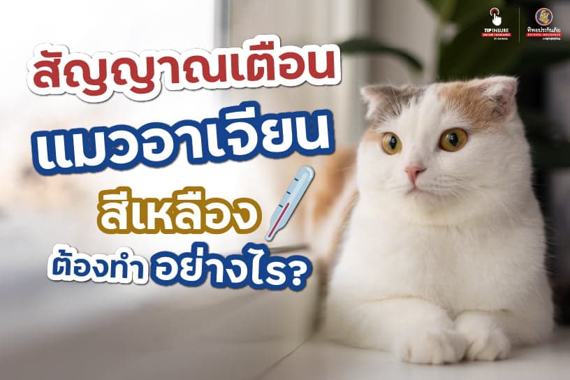 สัญญาณเตือนแมวอาเจียนสีเหลือง ต้องทำอย่างไร?