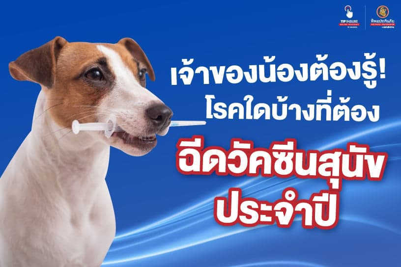 เจ้าของน้องต้องรู้! โรคใดบ้างที่ต้องฉีดวัคซีนสุนัขประจำปี