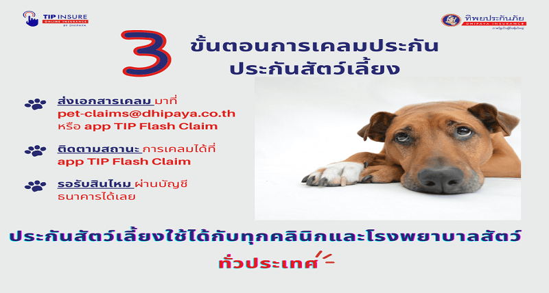 3 ขั้นตอนการเคลมประกันสัตว์เลี้ยง TIP Pet Lover