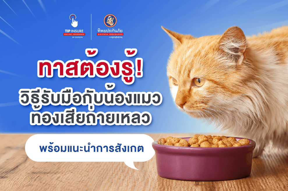 ทาสต้องรู้! กับวิธีรับน้องแมวท้องเสียถ่ายเหลว พร้อมแนะนำลักษณะอาการที่สังเกตได้