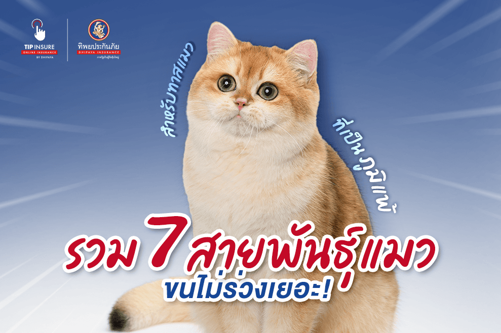 รวม 7 สายพันธุ์แมวขนไม่ร่วงเยอะ เหมาะสำหรับทาสแมวที่เป็นภูมิแพ้